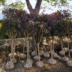 [활엽수] 자엽안개나무 (로얄퍼플) 120~130cm 묘목, 1개