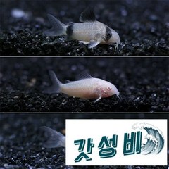 코리도라스 3종 9마리 (팬더33브론즈3) 청소 물고기 관상용 애완 열대어 마리