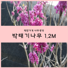 착한가격 나무생각 / 박태기 / 1.2m, 1개