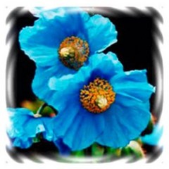 [꽃씨]꽃양귀비(숙근), 히말라야 블루 : 10립, 1개