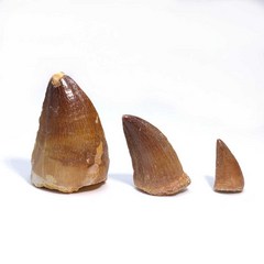 위드제이 상어이빨 상어 이빨 암모나이트 발굴 화석 치화석 모형, 오렌지y09