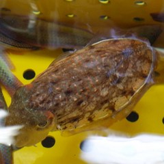 동해 포항 생물 무늬 오징어 숙회 볶음 당일조업 산지직송, 1통, 1kg (3-8미 내외)