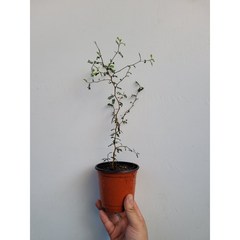 호주야생화 수입식물 마오리소포라 소품 15~35cm 99, 1개