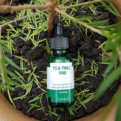 닥터미네랄 티트리100 호주산 유기농 티트리잎 에센셜 오일 100% 원액 30ml, 1개