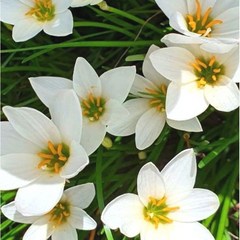 나도샤프란(자연산 흰꽃) 10구근, 1개