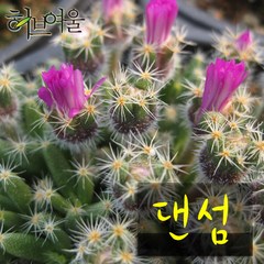 [허브여울선인장] 댄섬 외목대(덴섬) 지름 15cm 중품화분, 1개