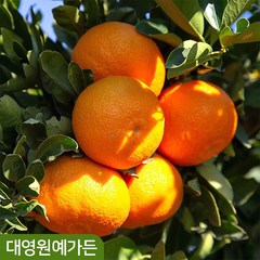 귤나무 레몬나무 결실주 실내공기정화 과일나무, 06. 유주나무 결실주, 1개