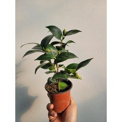 무배특가 월동식물 블랙로즈 동백나무 야생화 소품 15~25cm 49, 1개