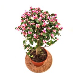 핑크아악무 사랑무 은행목 (소품) 미니벚꽃나무를 닮은 핑크다육 목대 엄청굵어요, 1개