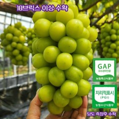 [산지직송] 프리미엄 고당도 망고향 샤인머스켓 선물세트, 프리미엄 보자기 포장 4kg(5-6수)