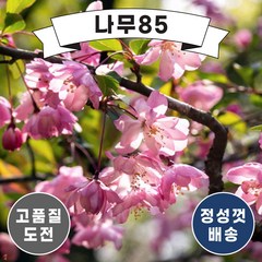 (나무85) 서부해당화 개화주 분, 1개