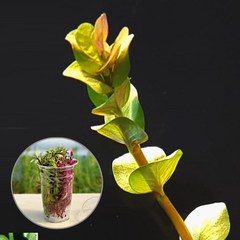 컵수초 로타라 레드 수초키우기