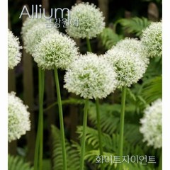 알리움(Allium) 화이트자이언트 추식 구근 금강원예, 구근(5구)