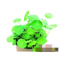 수생식물/묘목-워터코인 갈색플라스틱모종 4개 (L0600)