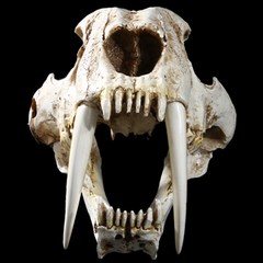 [목목]검치 호랑이 화석 이빨 송곳니 장식 해골 머리 모형