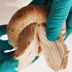 100%손질 신선특포장 송화고버섯 산지직송 친환경무농약 빅사이즈버섯, 1kg, 일반형, 1개