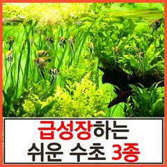 개구리밥수초
