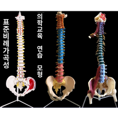 척추모형 추관절 요추 경추 척추 해부학모형, 45cm골반(대퇴골두)근육컬러링