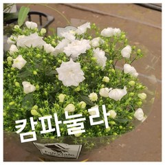 캄파눌라 특 랜덤 공기정화식물/미세먼지/공기정화효과 공기정화식물, 1개