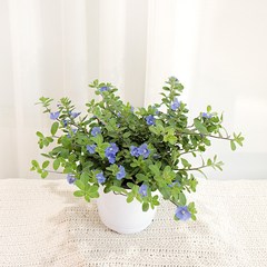 갑조네 아메리칸블루 중품 플랜테리어 블루데이지 야생화 예쁜꽃 화분, 아메리칸블루(중품), 1개