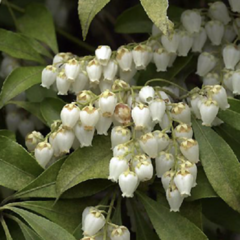 마취목(피어리스)5가지사이즈 관상수 실내조경 상록수 흰꽃 하얀꽃, 3.피어리스(마취목)화분(소)