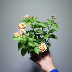 [나인에잇틴]난타나 야생화 알록달록 꽃 소품 25, 1개