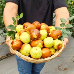 산지직송 사과대추 특대과 1kg 대추사과 햇대추, 1박스, 1kg (중과 55~65과)