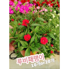 루비패랭이 10개 20개/노지월동 패랭이꽃말은 순결한 사랑