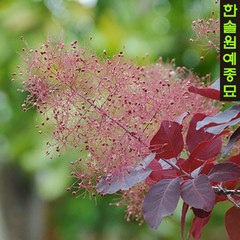 자엽안개나무(로얄퍼플) 7치포트, 1개