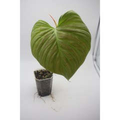 필로덴드론 마제스틱 - 희귀식물 동동플랜츠 관엽식물