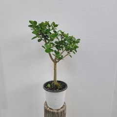 실내공기정화식물 프랑스고무나무 펜더고무나무 중품 40-60cm 119, 1개