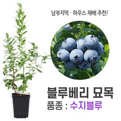 깨비농장 블루베리 나무 묘목 재배 키우기 (품종: 수지블루), 수지블루, 1개