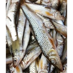 잡고기 1kg 국내산 자연산 꺽지 눈치 피래미돌고기 매운탕, 모래무지, 1개