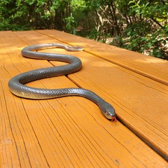 뱀 모형 가짜뱀 105cm 독사 할로윈 장식 소품, 1개