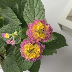 일곱빛깔의 꽃 란타나 식물만 기본마사 난타나 칠변화, 한국 화이트, 기본 마사