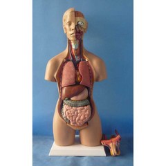 장기 해부모형 인체 해부학 구조 몸통 실습용 55cm