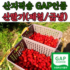 농장직송 포항 산딸기 냉동산딸기 생과 500g 1kg 2kg, 250g(1개), 2개