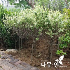 [나무인] 삼색버드나무(화이트핑크샐릭스) 지름3cm, 1개