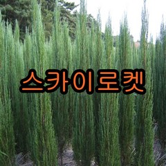 스카이로켓향나무 키1.5미터(A급) 1그루 나무 묘목 로켓향나무, 1개