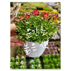 운간초 빨강 02 특 랜덤 공기정화식물/미세먼지/공기정화효과 공기정화식물, 1개