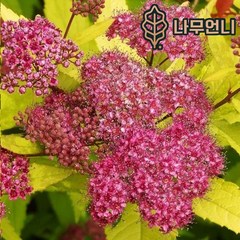 조팝나무 나무언니, 황금조팝5치포트(2개1세트), 1개