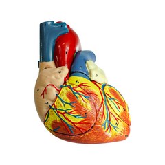 분리 인체 심장모형 해부 (2배 크기)