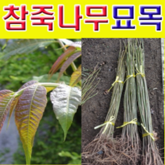 (D소망)토종 참죽나무묘목(실생2년) 5그루, 1개