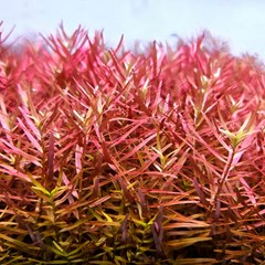[착한수초] 붉은 노을 느낌의 로탈라 홍콩 7줄기 달팽이 없는 수초 구피 새우 은신처 초보수초 수초레이아웃 수초어항