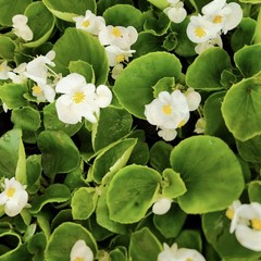 베고니아화분 12개 꽃 모종 실내 공기정화 월동 야생화 흰색베고니아