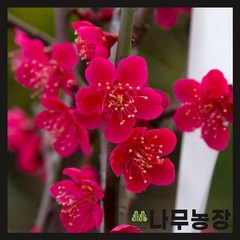 (나무농장) 매화나무 홍설매 R4 내외 개화주 분, 1개