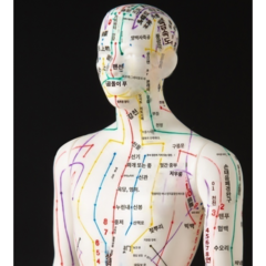 인체 혈자리 중의학 경혈 전신 모형 모형 침술, 구리수컷하드모델슈퍼클리어(손회전)52cm