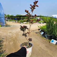 신품종 배롱나무 핑크벨로 포트묘 목백일홍 백일홍나무, 소(H40~50cm), 1개