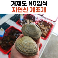 남해안 산지직송 국내산 개조개 1kg 2kg, 개조개_1kg, 1개