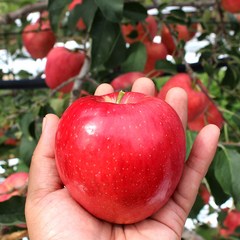 경북 햇사과 프리미엄 고당도 꿀사과 가정용, 사과 (대과) 10kg 25-30과, 1개